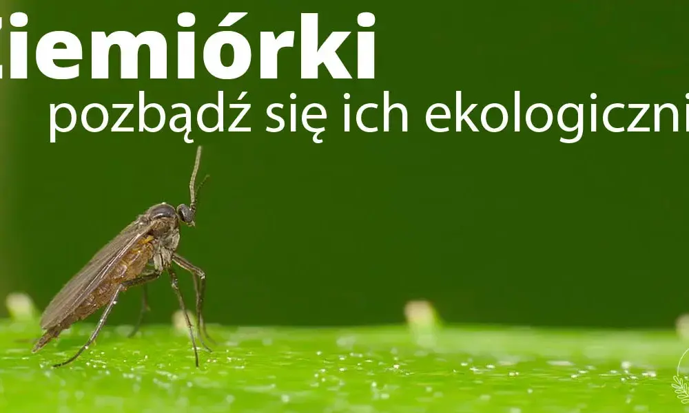 Skuteczne metody na muszki na tarasie - pozbądź się ich raz na zawsze