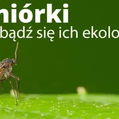 Skuteczne metody na muszki na tarasie - pozbądź się ich raz na zawsze